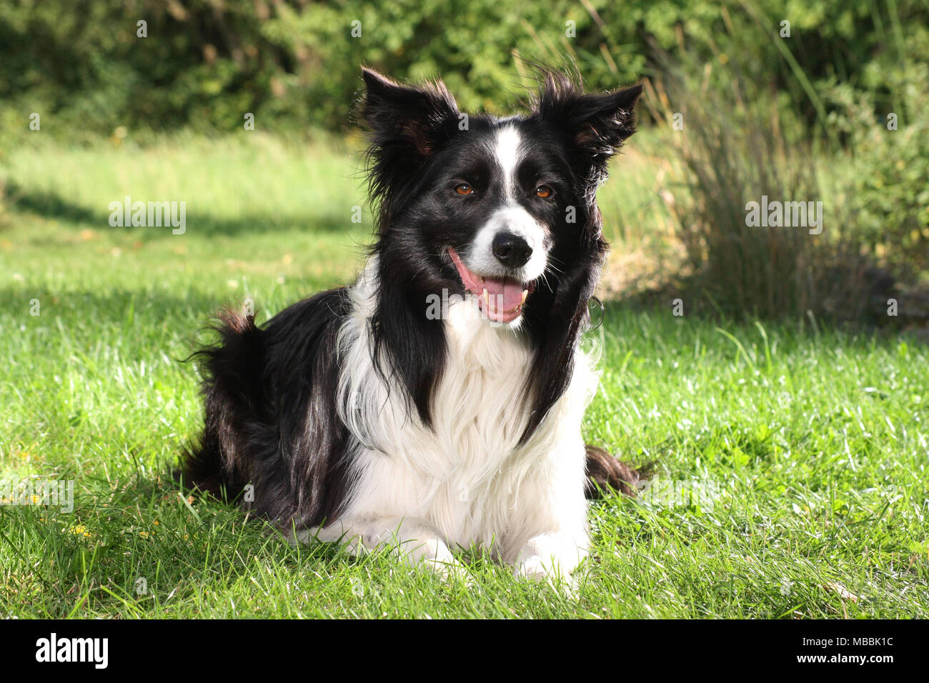 border collie, black and white, lying on a meadow Stock Photo