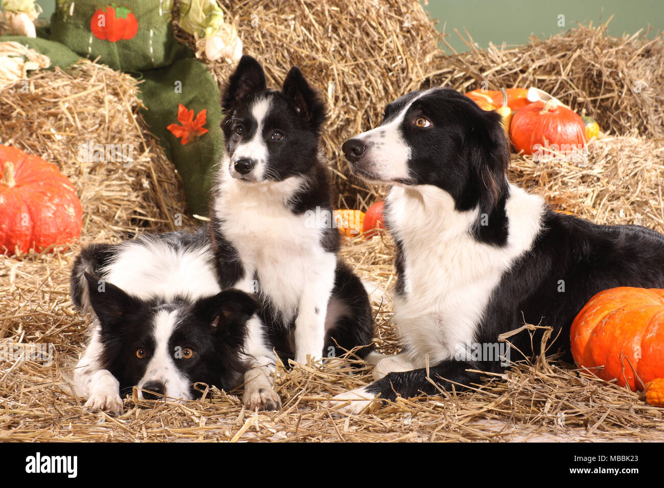 three border collies lying in straw with pumpkins Stock Photo