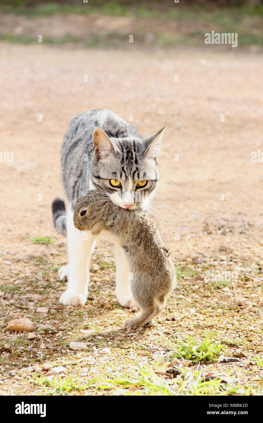 Cat hunting rabbit hires stock photography and images Alamy
