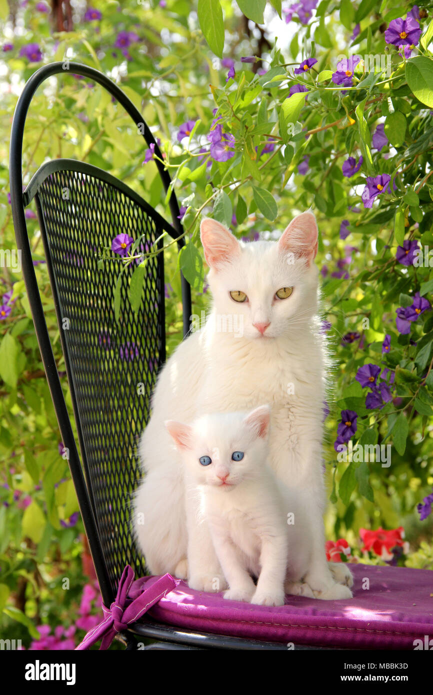 white cats, mother and child, 4 weeks old, sitting on a chair Stock Photo