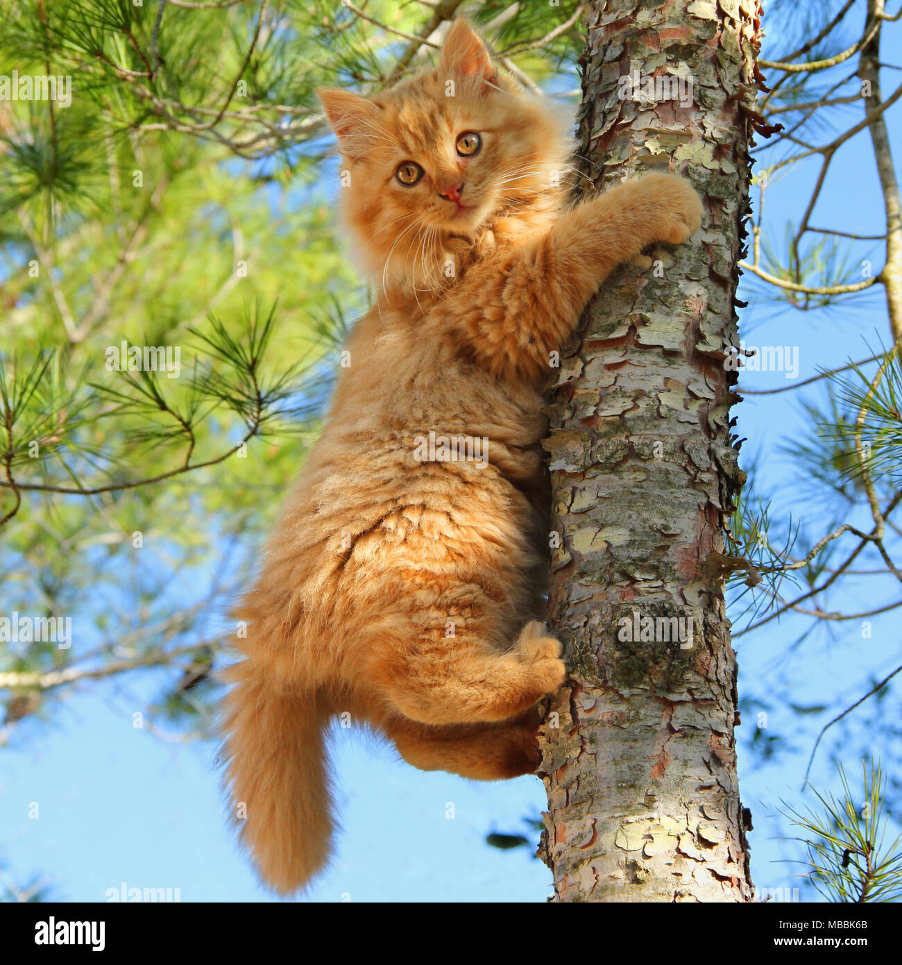 kitten, ginger, climbing a tree Stock Photo