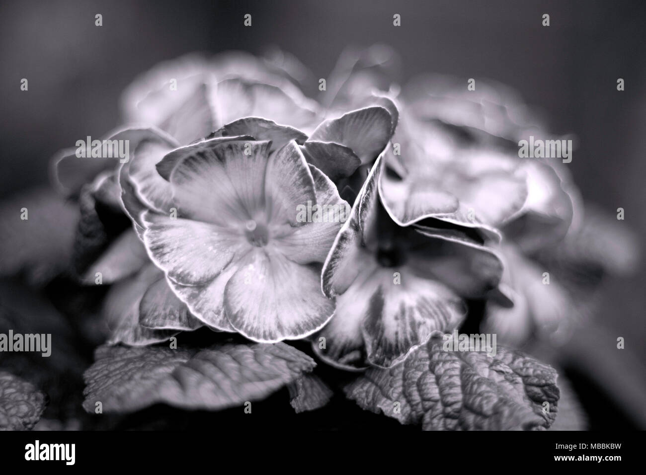 Magic lace hi-res stock photography and images - Alamy