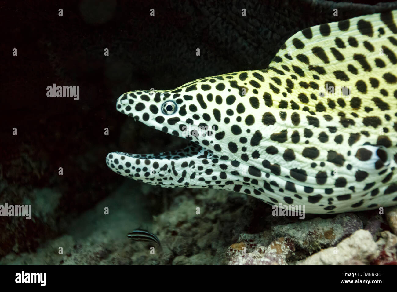 Close up of yellow spotted moray eel head on Stock Photo