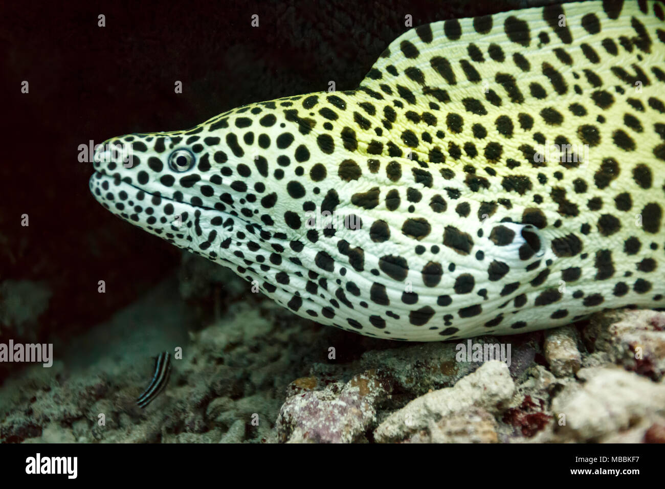 Yellow Spotted Eel High Resolution Stock Photography and Images Alamy