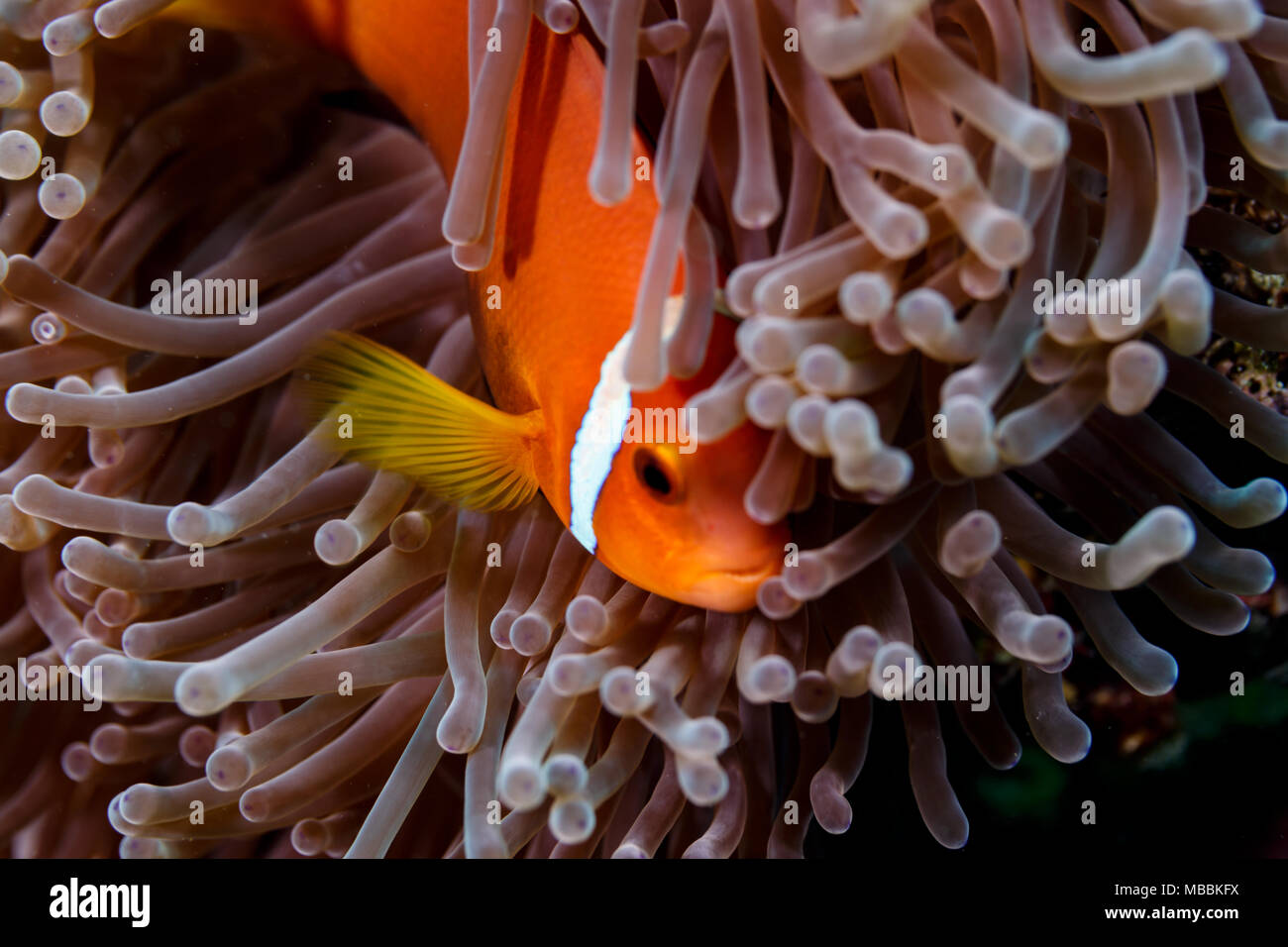 Clownfish An Anemone Fish Hiding In Sea Anemone Tentacles Stock Photo Alamy Clownfish An Anemone Fish Hiding In Sea Anemone Tentacles Stock Photo Alamy