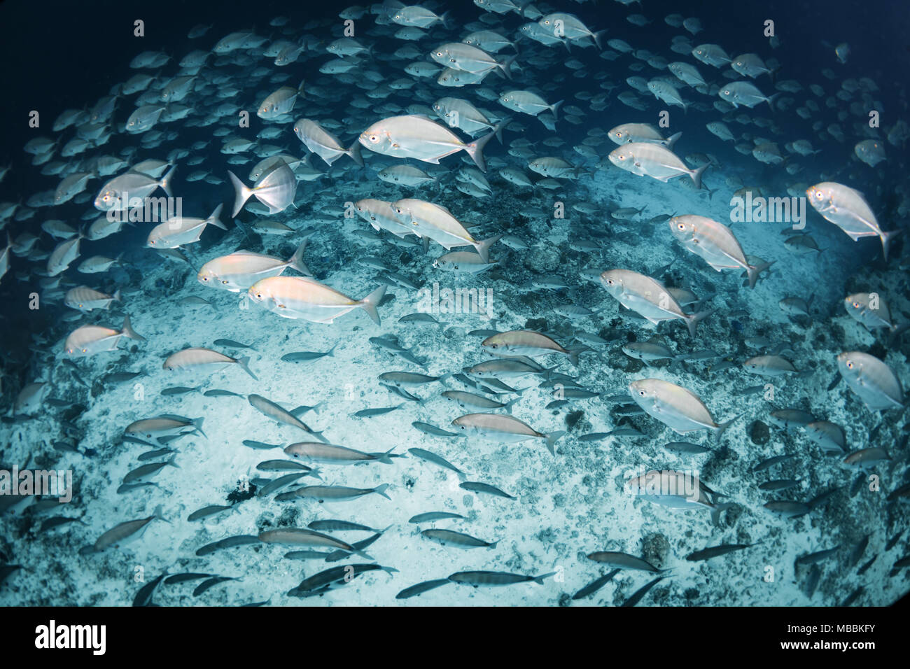 Large group of silver blue runner jacks, Caranx crysos, swimming over coral reef Stock Photo