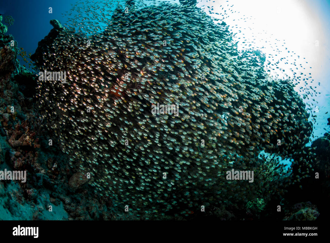 Shoaling Fish High Resolution Stock Photography and Images - Alamy