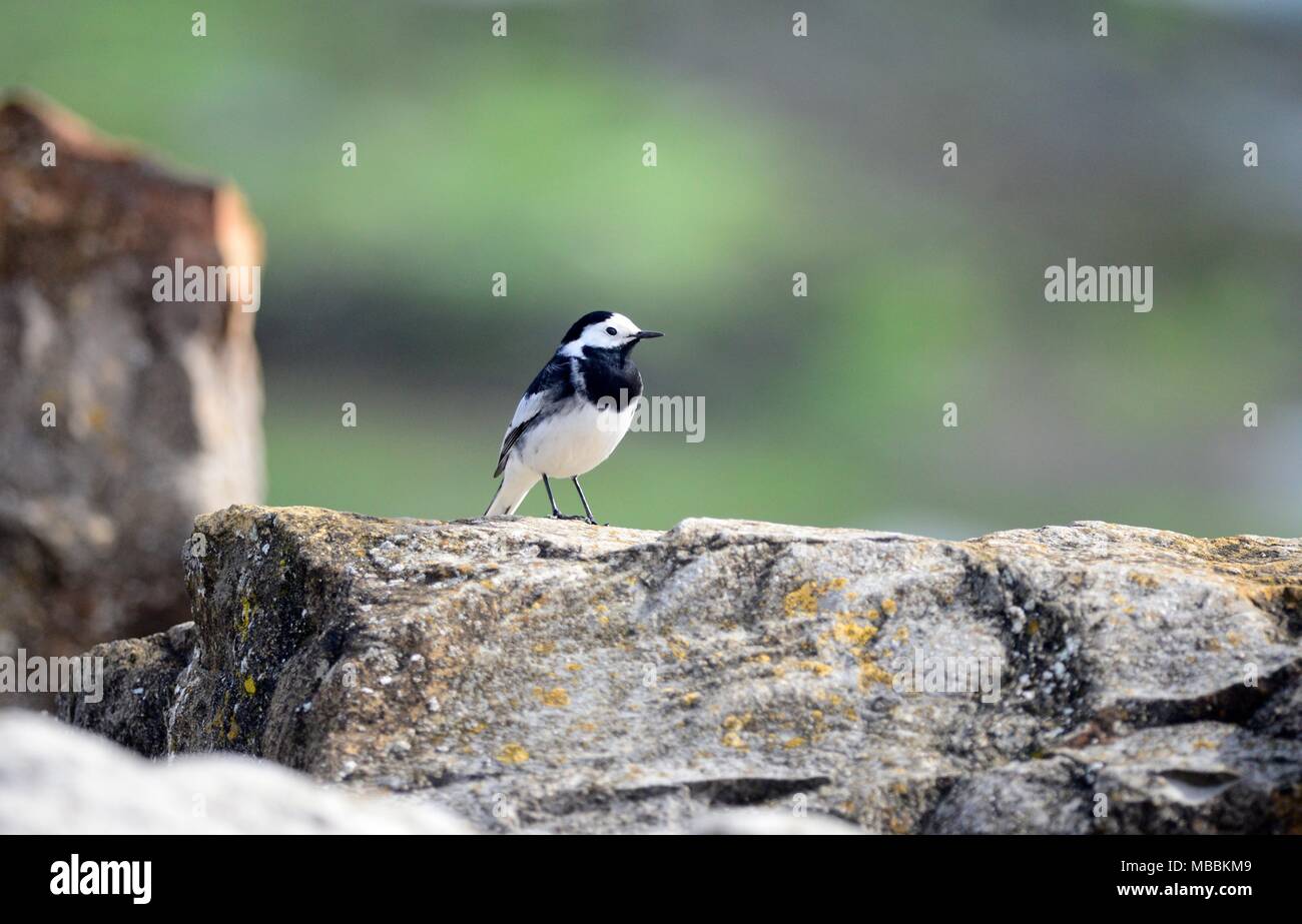 Pied Wagtail Stock Photo