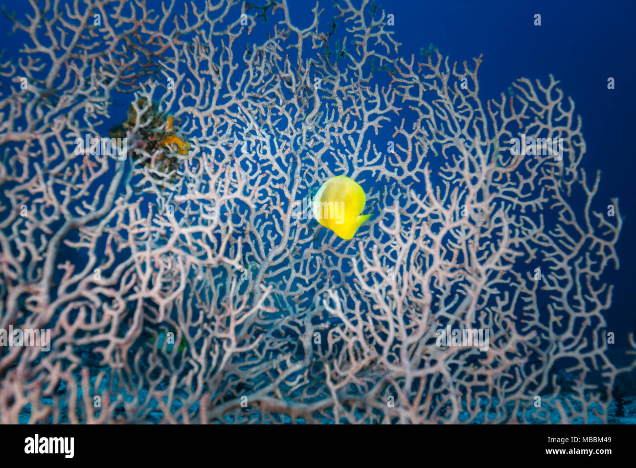 Yellow fish swims in through white branching coral Acropora florida, in blue ocean Stock Photo