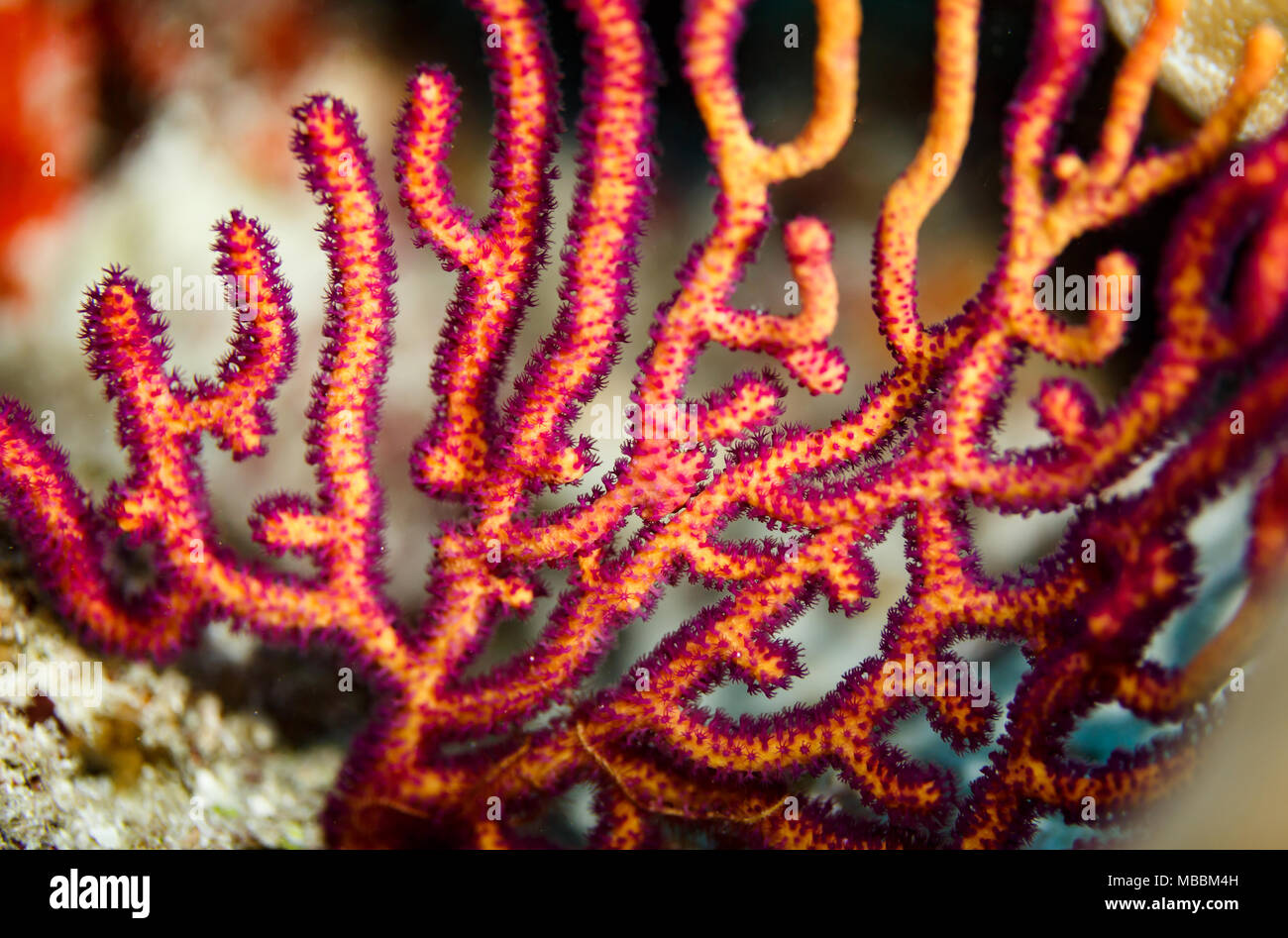 Colorful pattern of orange and yellow  branching coral,  Acropora florida Stock Photo