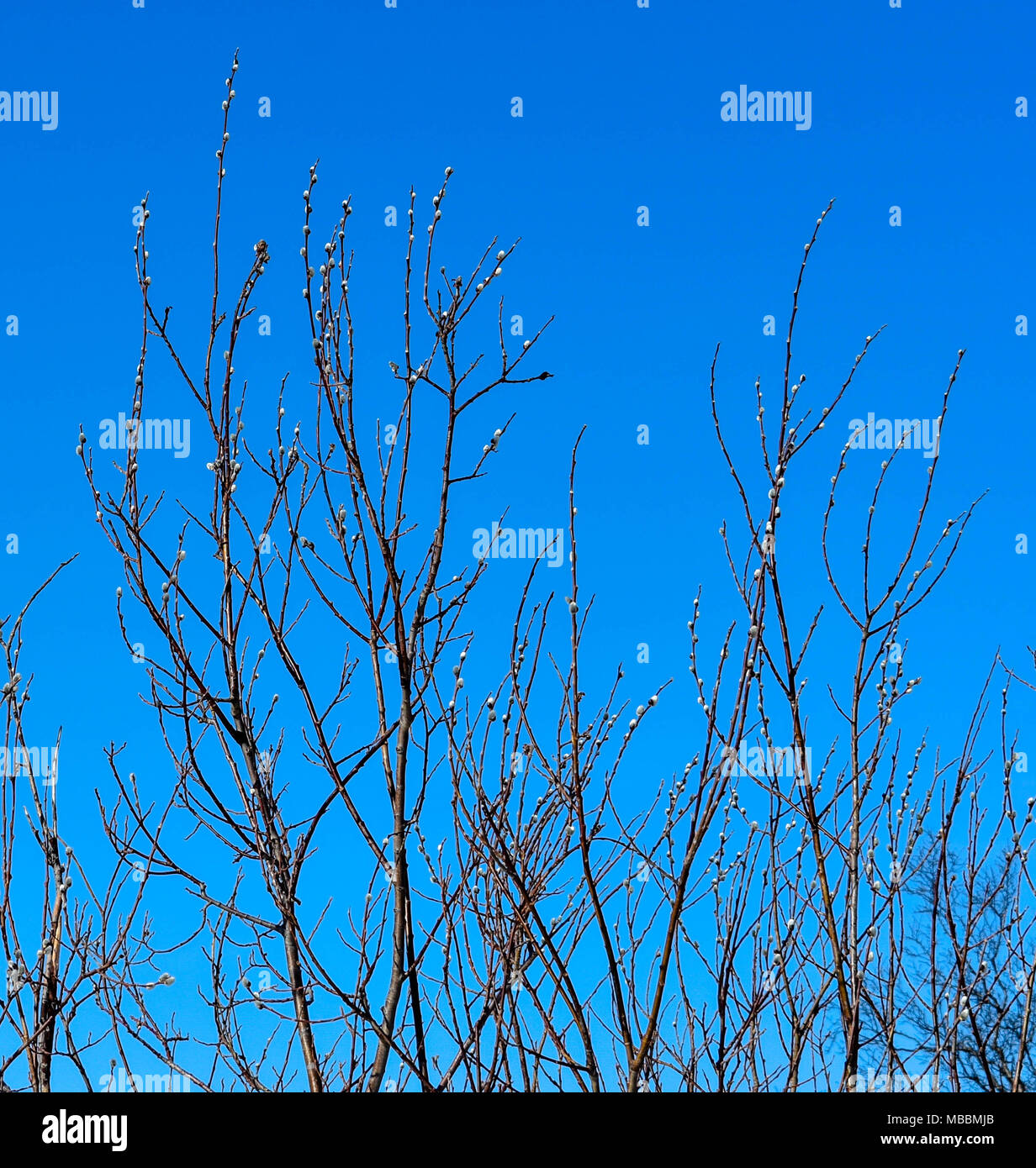 Springtime in Alaska Stock Photo