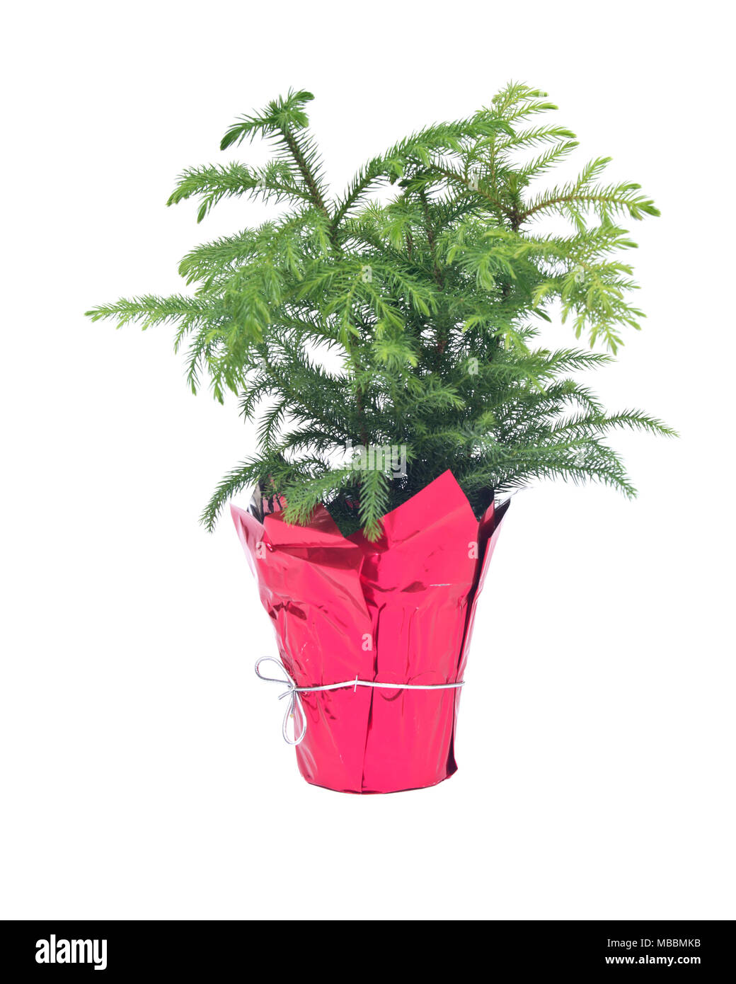 Norfolk island pine tree in decorative pot isolated on white background Stock Photo