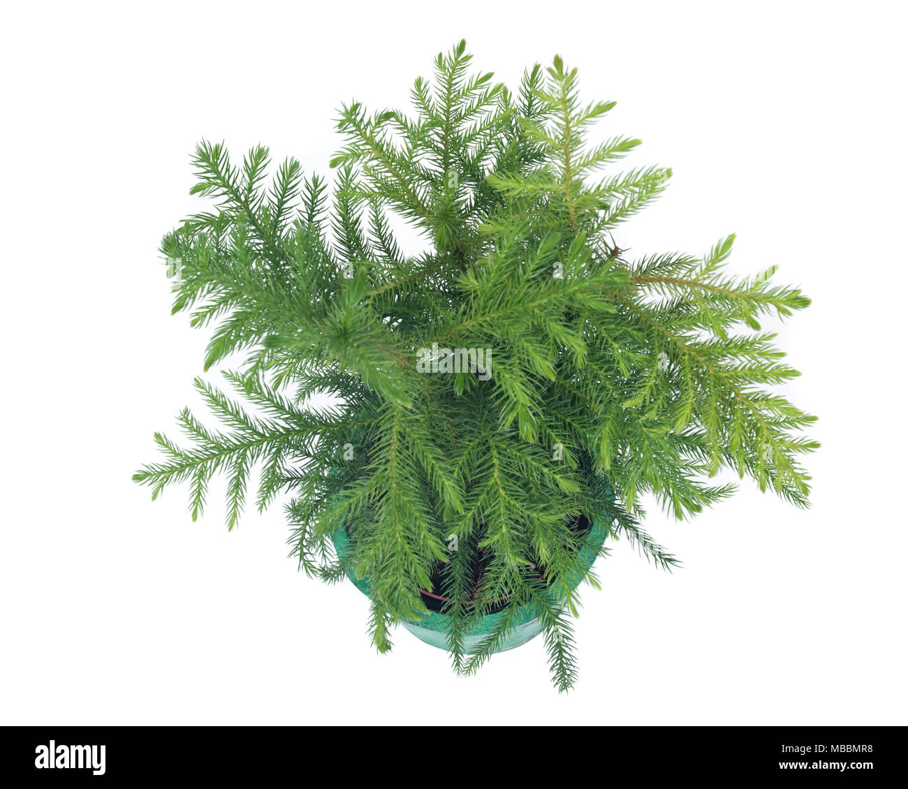 Norfolk island pine tree in decorative pot isolated on white background Stock Photo