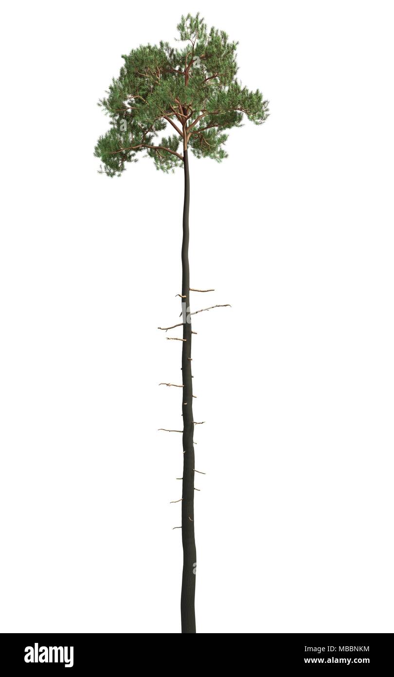 Pine tree isolated on a white background 3d Illustration Stock Photo ...