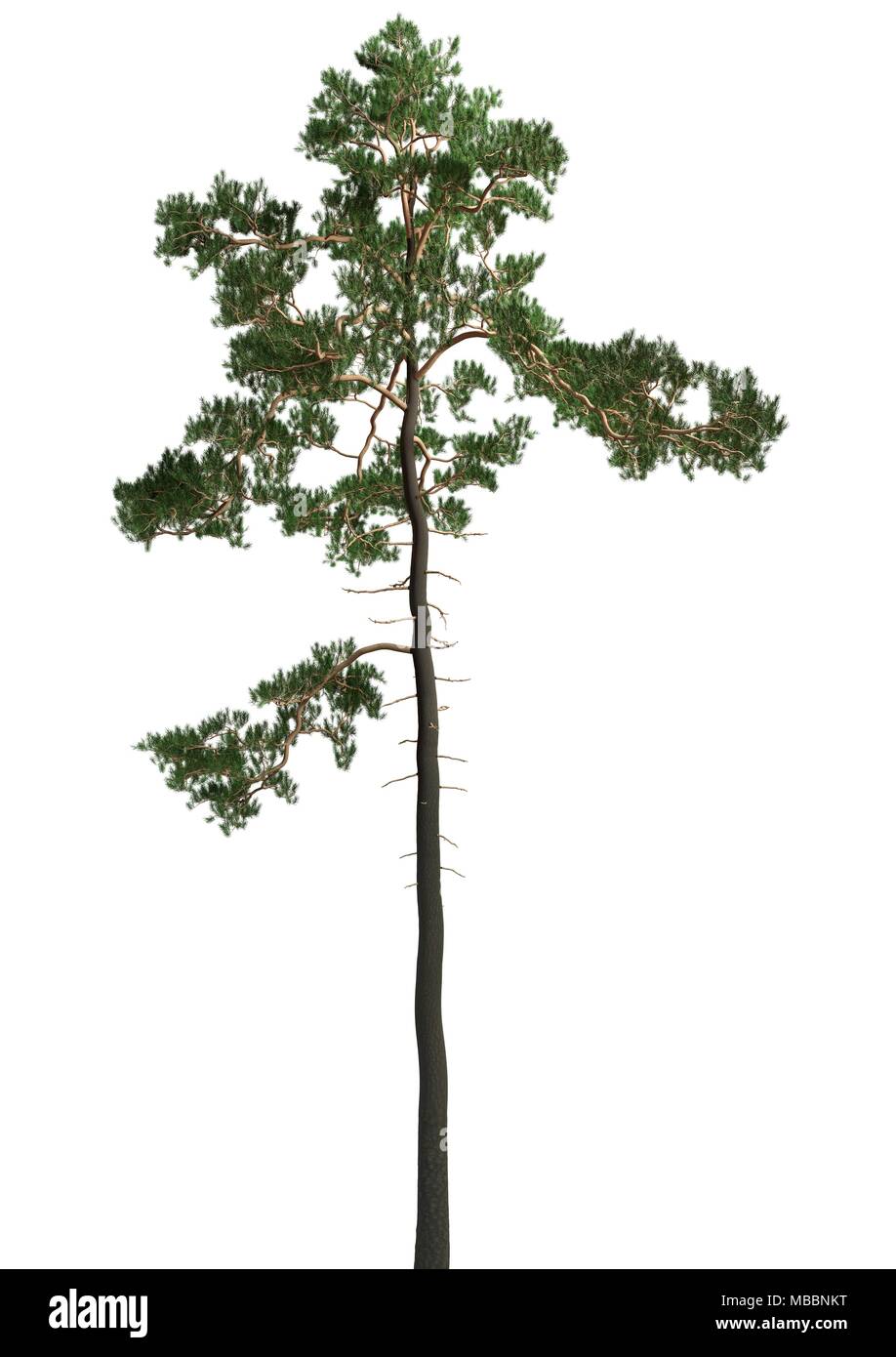 Pine tree isolated on a white background 3d Illustration Stock Photo ...