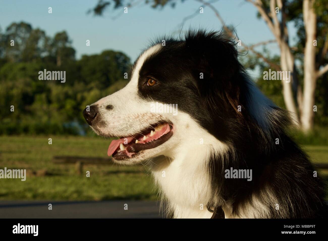 do all border collies have long hair