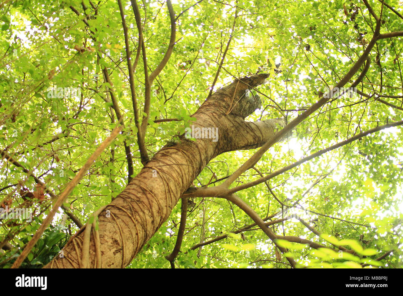 tropical forest tree canopy. multi layer plants in lush jungle. Looking uo from under big evergreen tree canopy Stock Photo