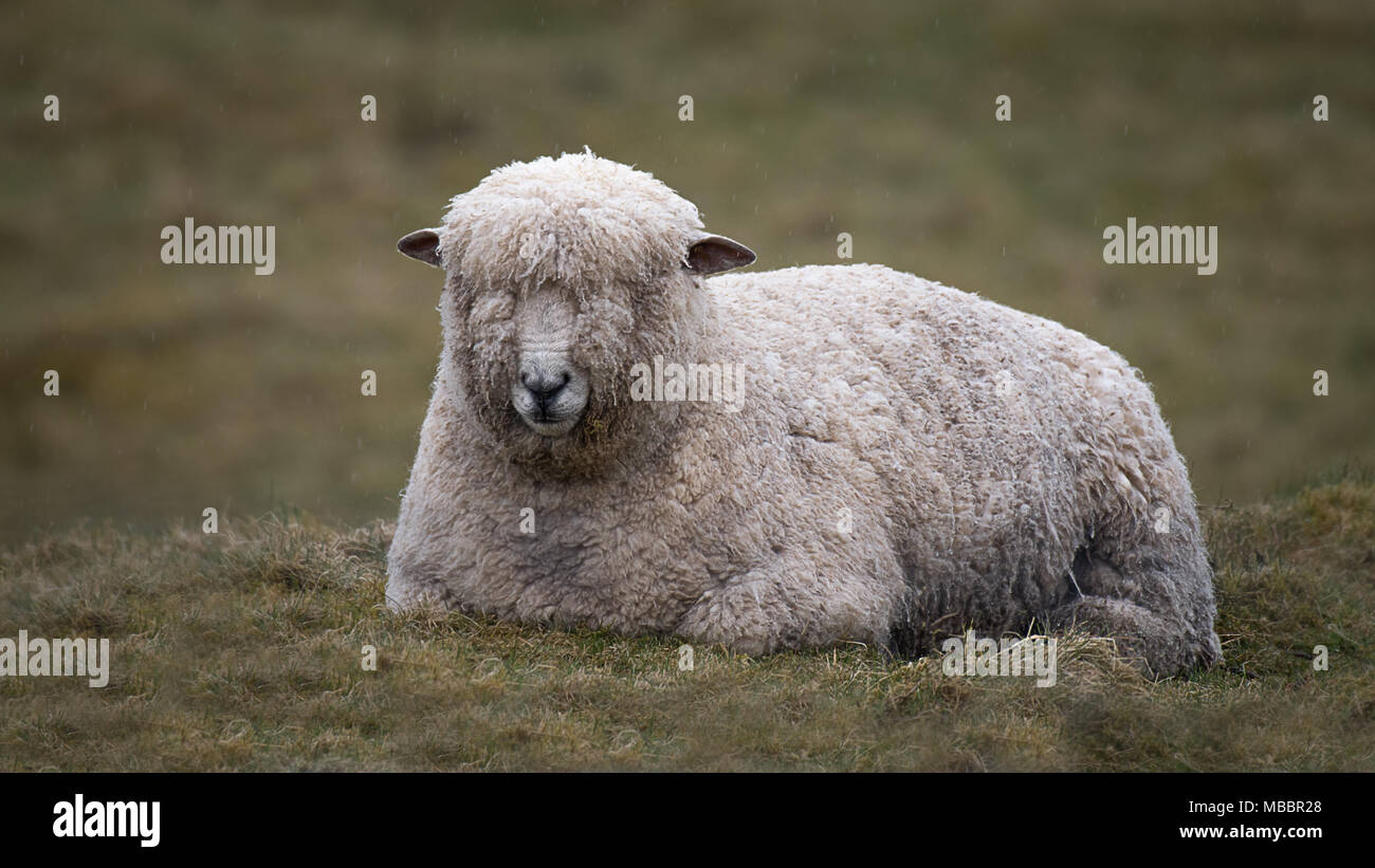 A close up of a wet wooly sheep lying down on the grass in the rail. Raindrops can be seen in