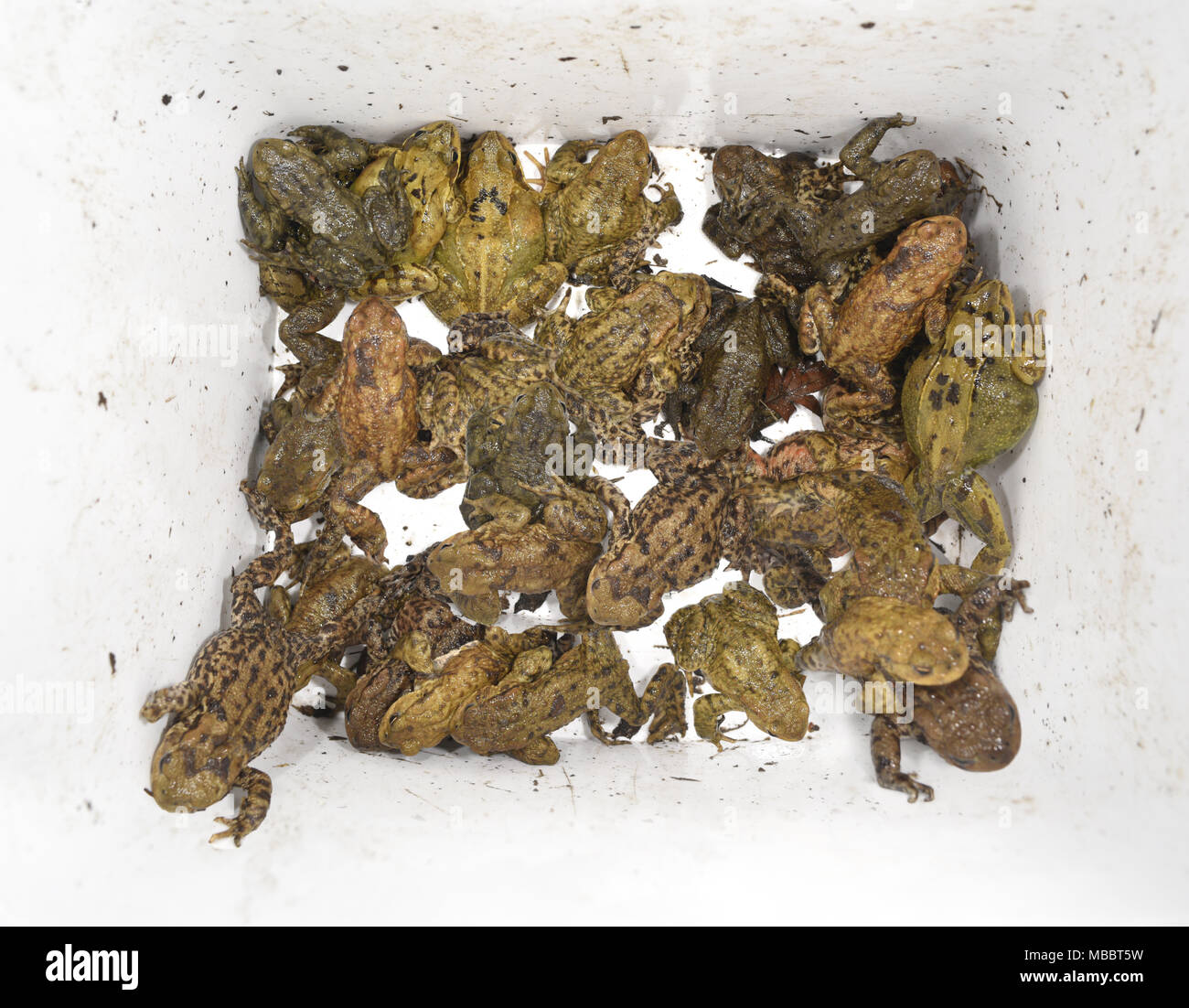 Rescued toads and frogs collected by volunteers at one of Britain's many toad patrols undertaken at known crossing sites in early spring. Stock Photo