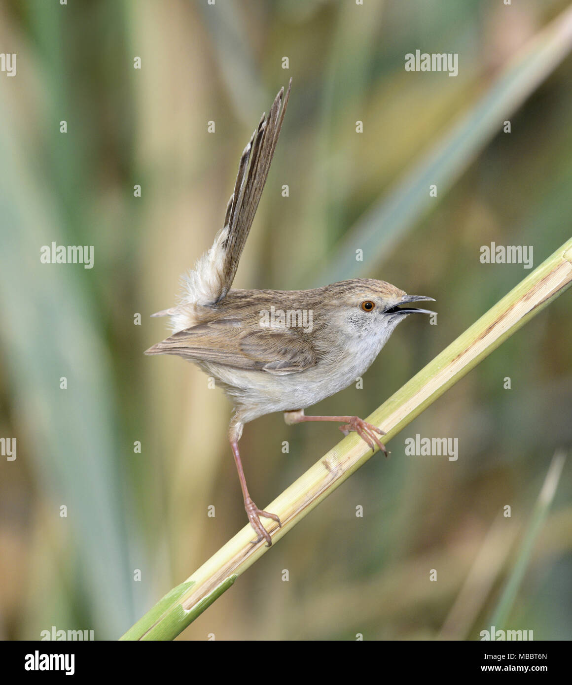 Graceful Prinia - Prinia gracilis Stock Photo