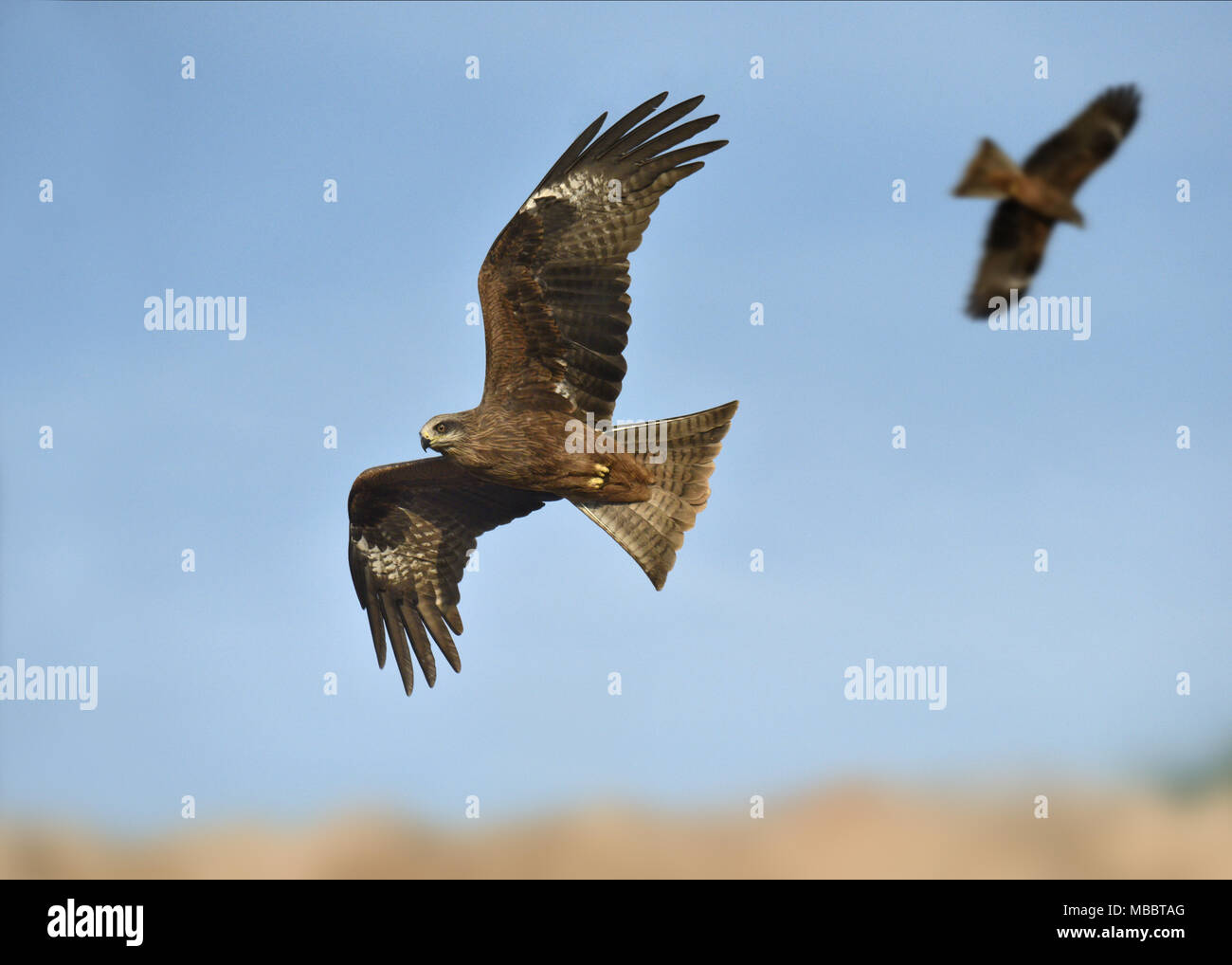 Black Kite - Milvus migrans Stock Photo