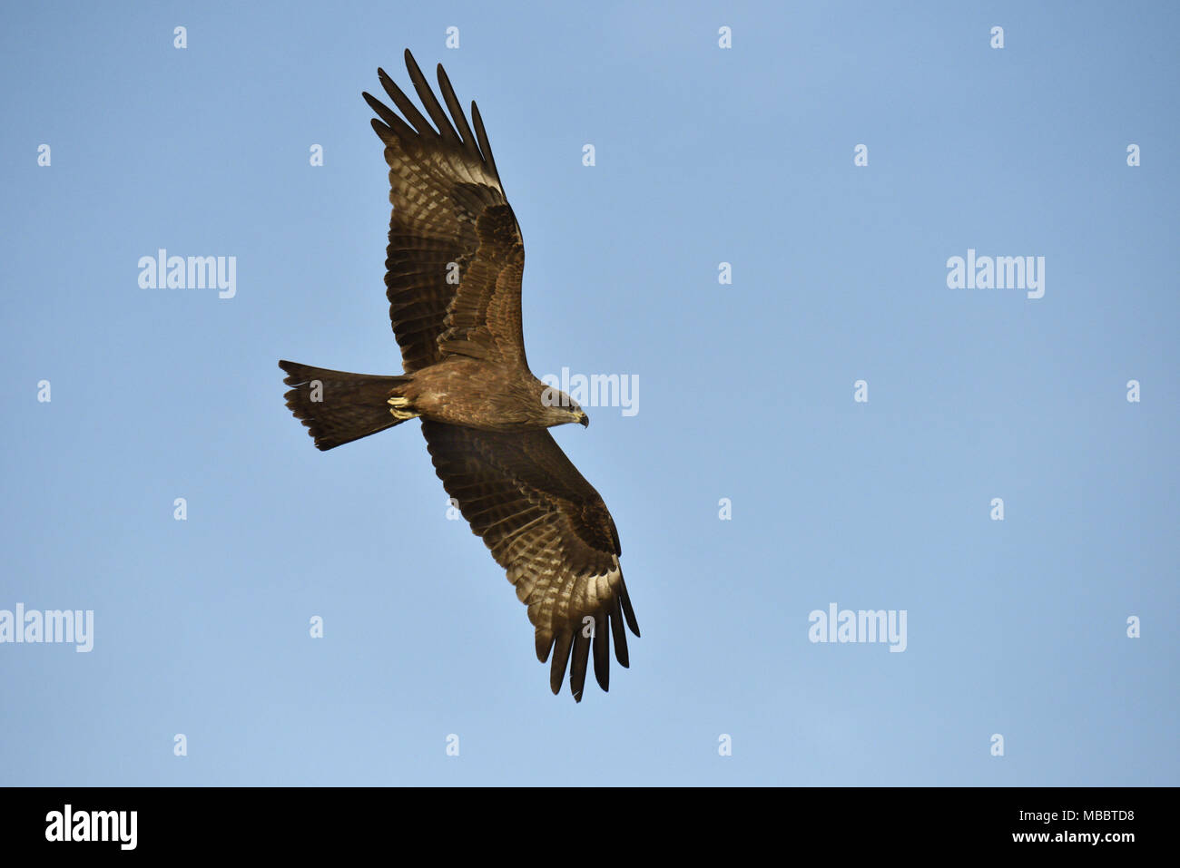 Black Kite - Milvus migrans Stock Photo - Alamy