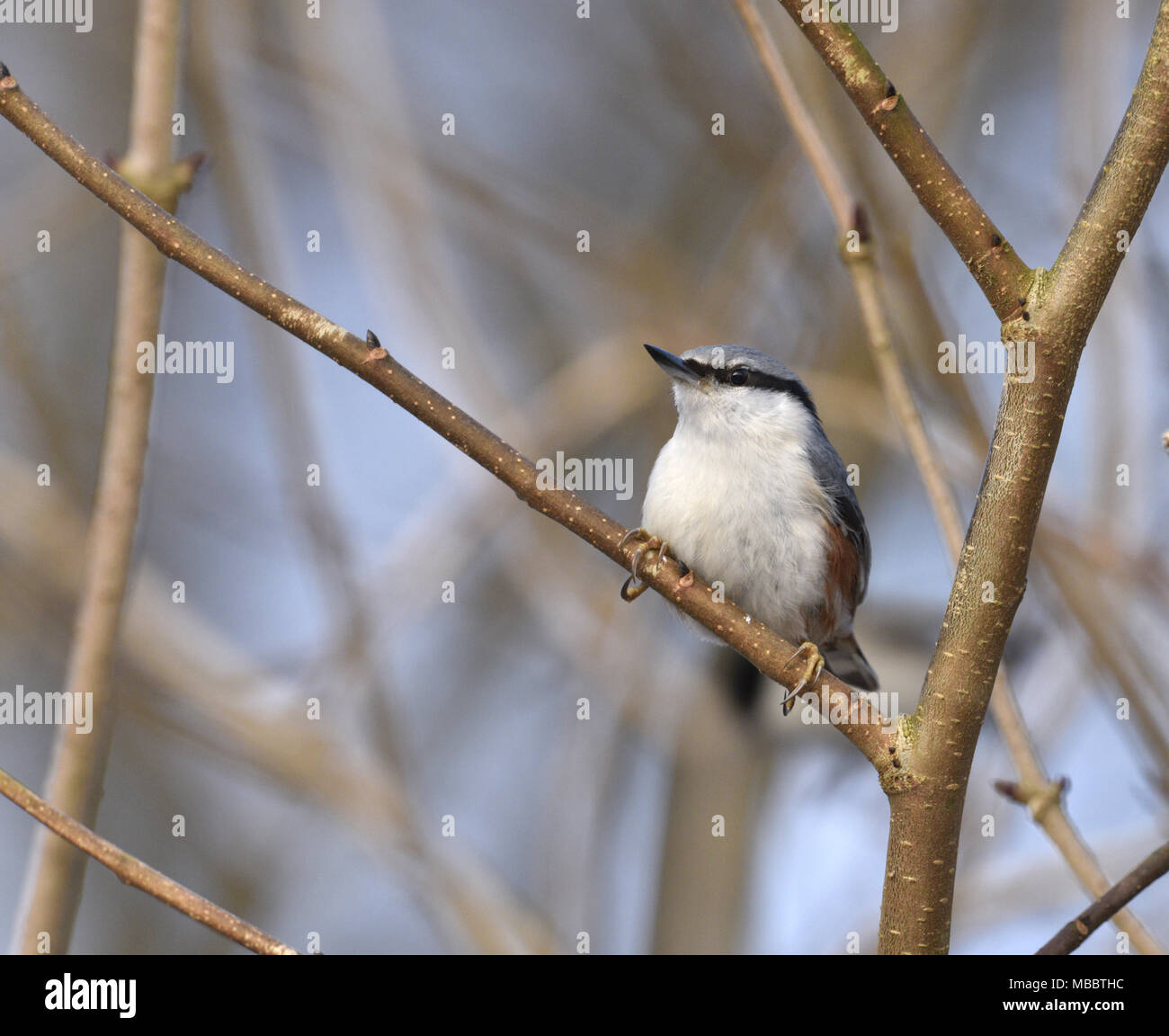 Nuthatch - Sitta europaea - Scandinavian race Stock Photo