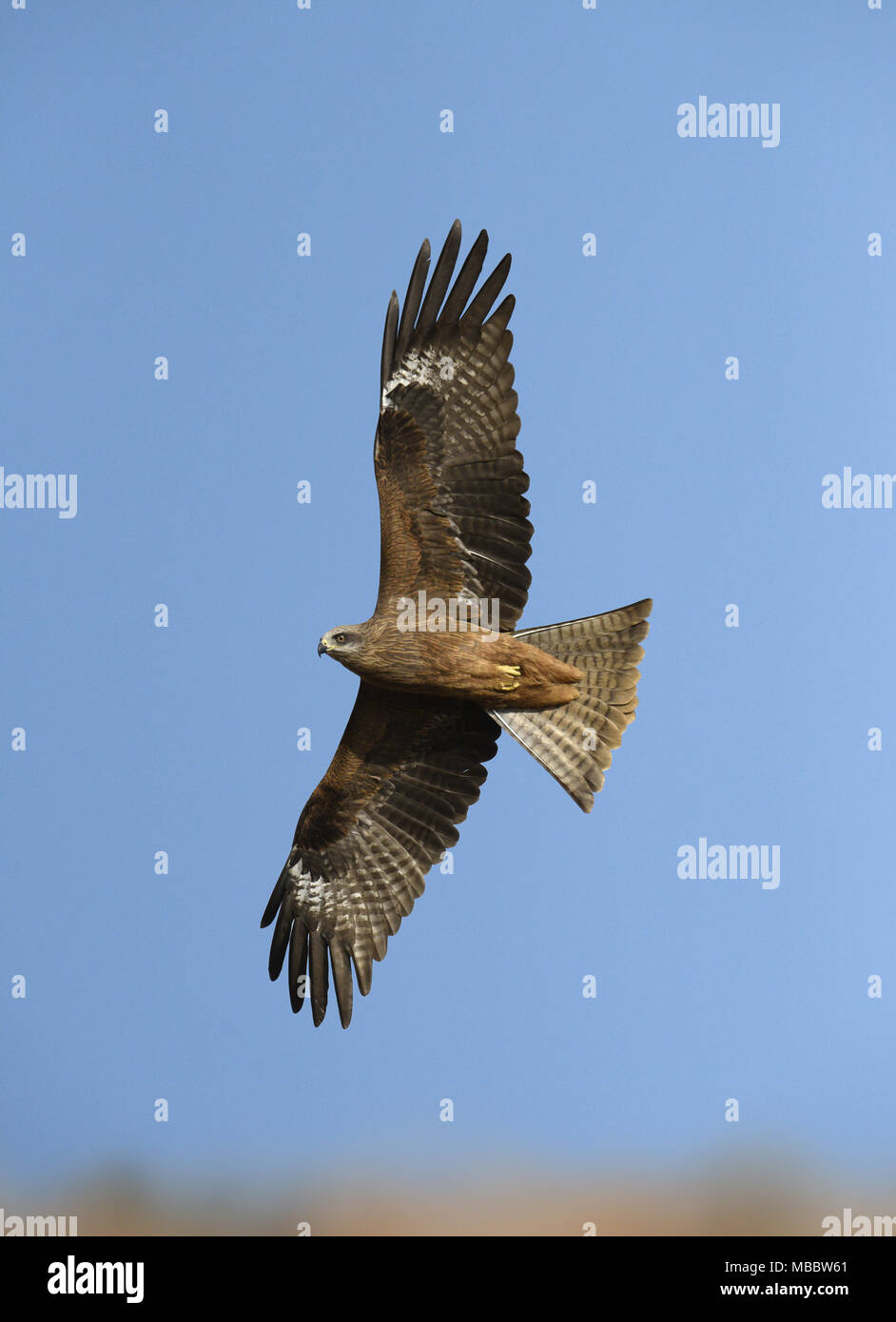 Black Kite - Milvus migrans Stock Photo