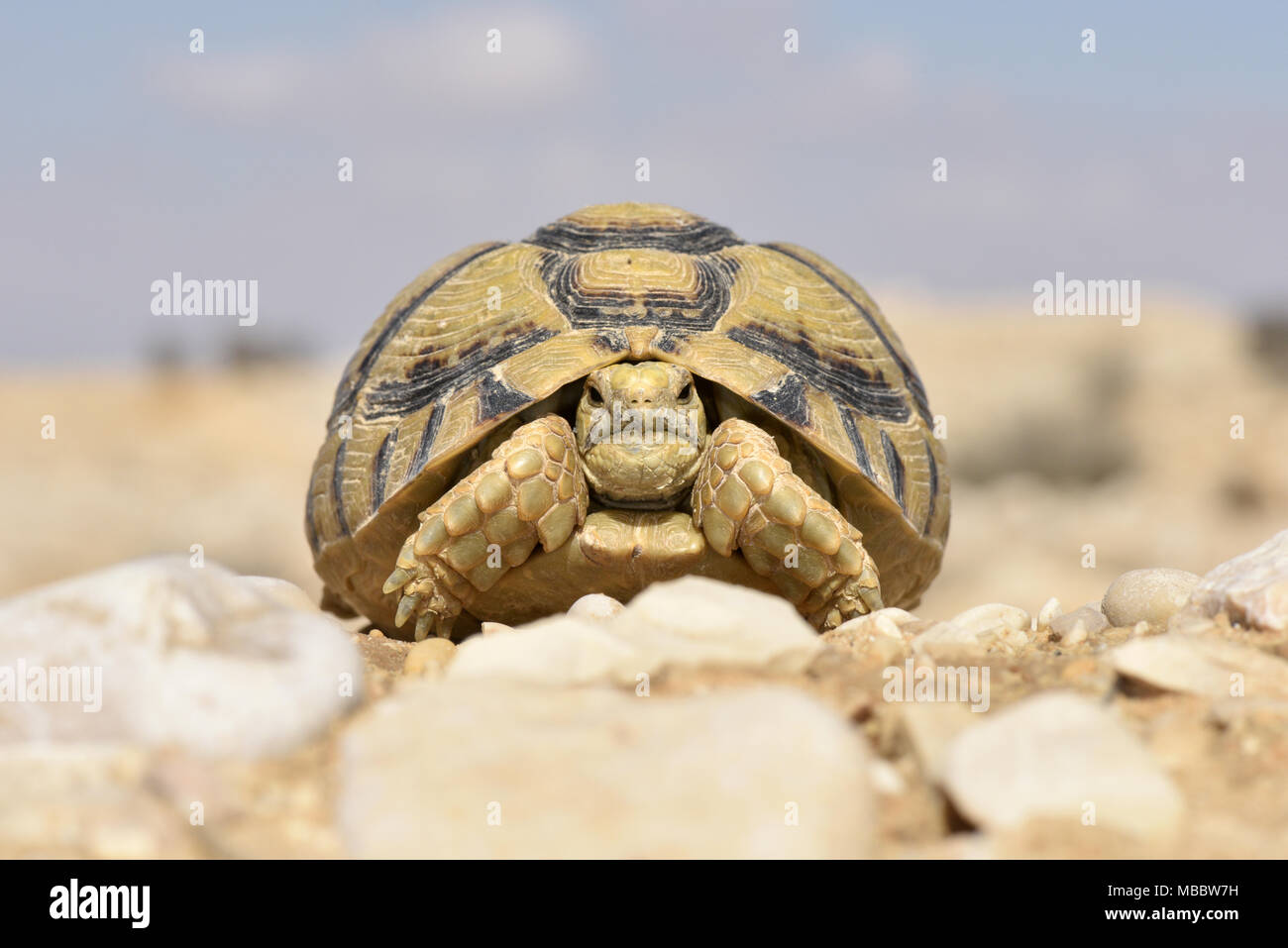 Negev Tortoise - Testudo werneri Stock Photo