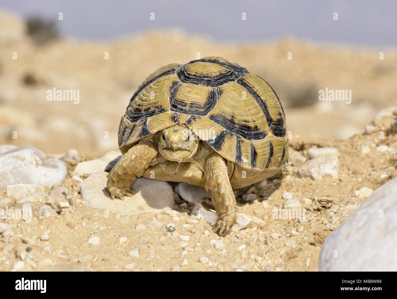 Negev Tortoise - Testudo werneri Stock Photo
