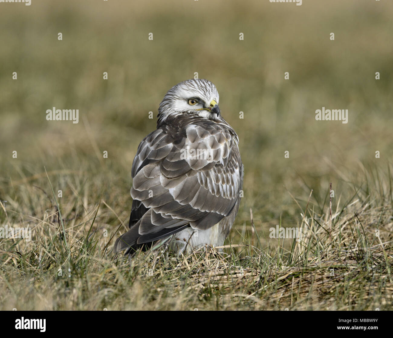 Rough-legged Buzzard - Buteo lagopus Stock Photo