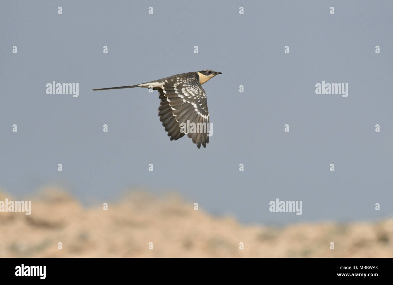 Great Spotted Cuckoo - Clamator glandarius Stock Photo