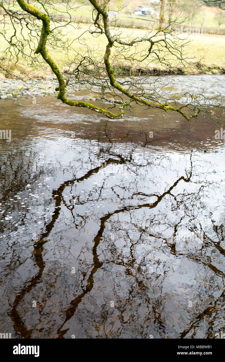 River Vyrnwy below Rhiwargor Falls, Lake Vyrnwy, Powys. Peat-stained water and branches from an oak tree stretching over and reflected in the water Stock Photo