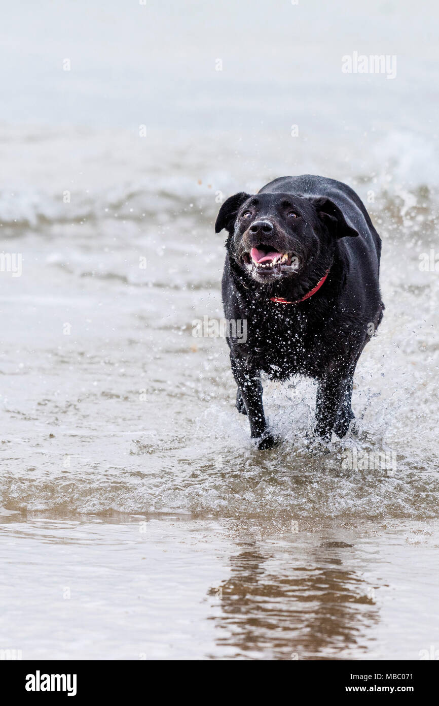 A Black Labrador dog running out the sea. Stock Photo