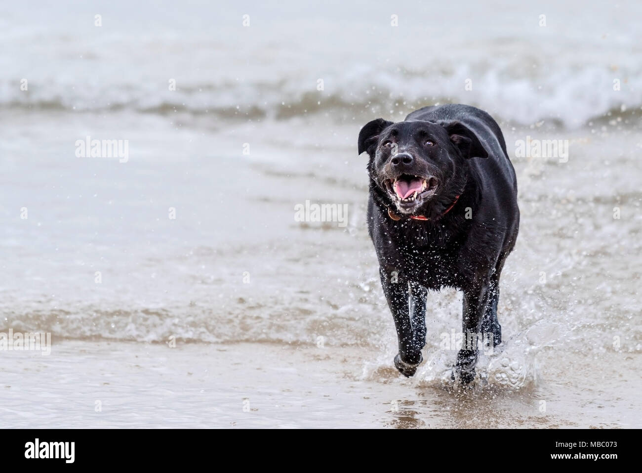 A Black Labrador dog enjoying running in the sea. Stock Photo