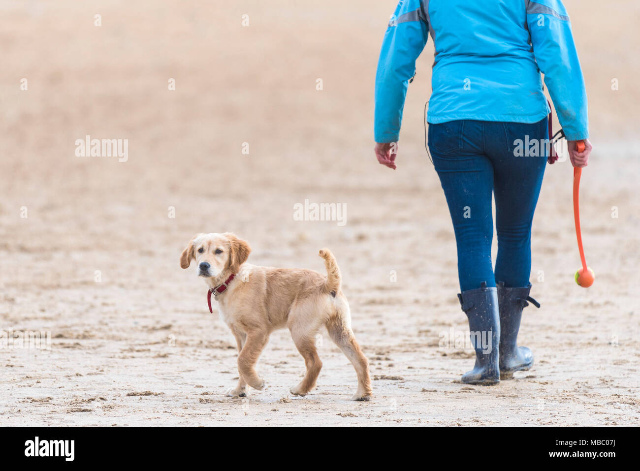 A Golden Retriever puppy walking with its owner on a beach. Stock Photo