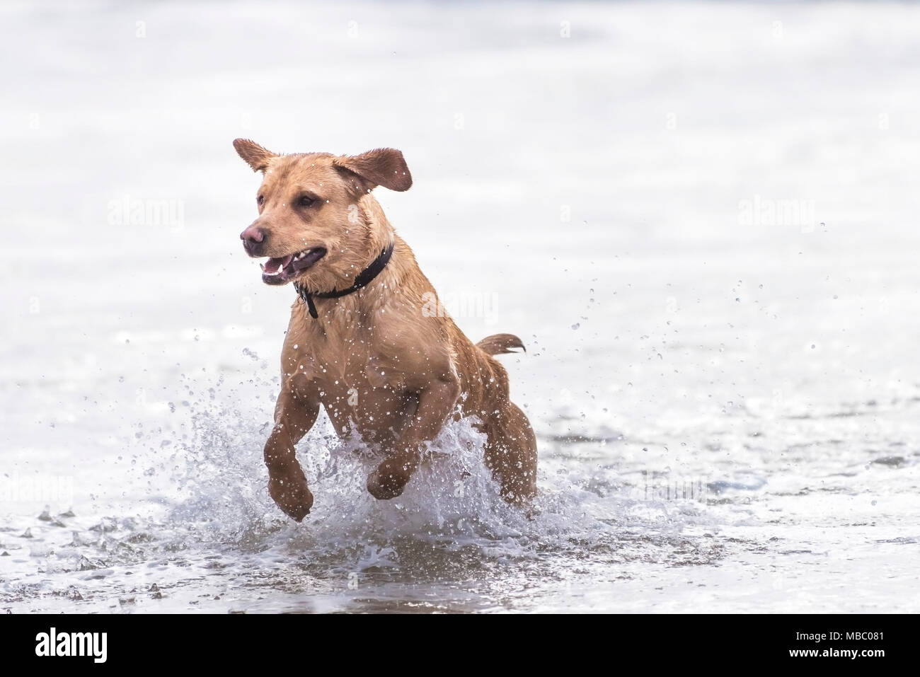 A Labrador running in the sea at Fistral Beach in Newquay Cornwall. Stock Photo
