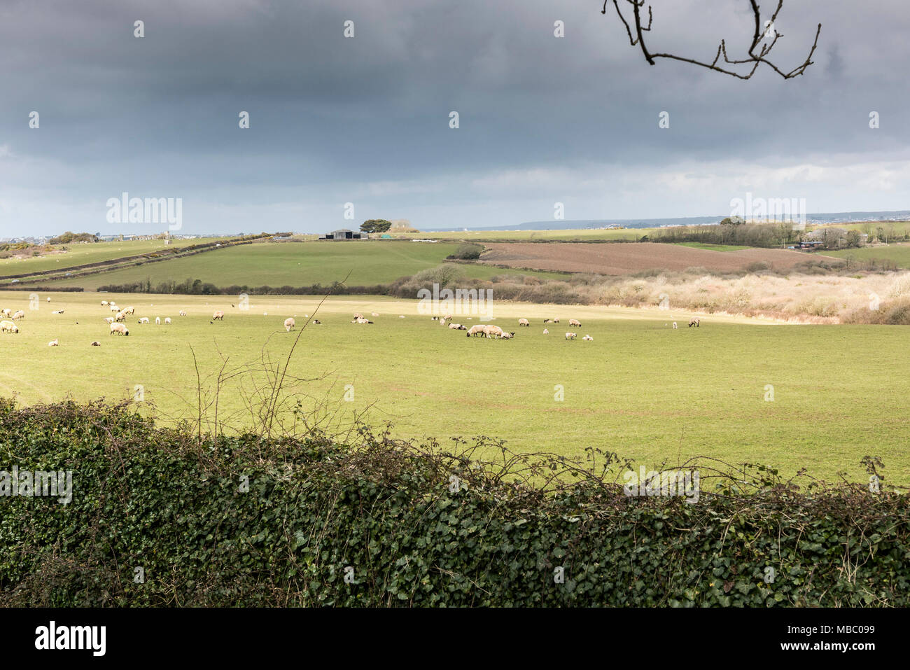 Sheep grazing in a field on a farm in Cornwall. Stock Photo