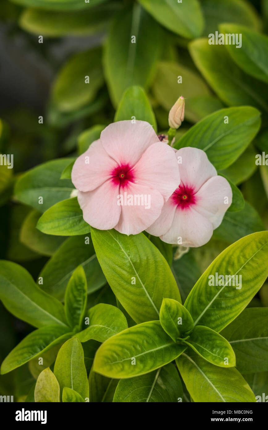 Pink Butterfly Bouquet - Flower Delivery Dubai, UAE