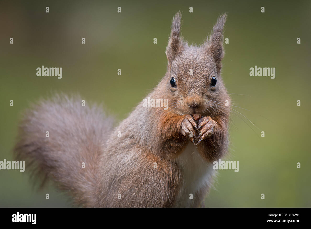 A close up portrait of a red squirrel sitting looking directly forward with paws to mouth eating and showing ear tufts of fur Stock Photo