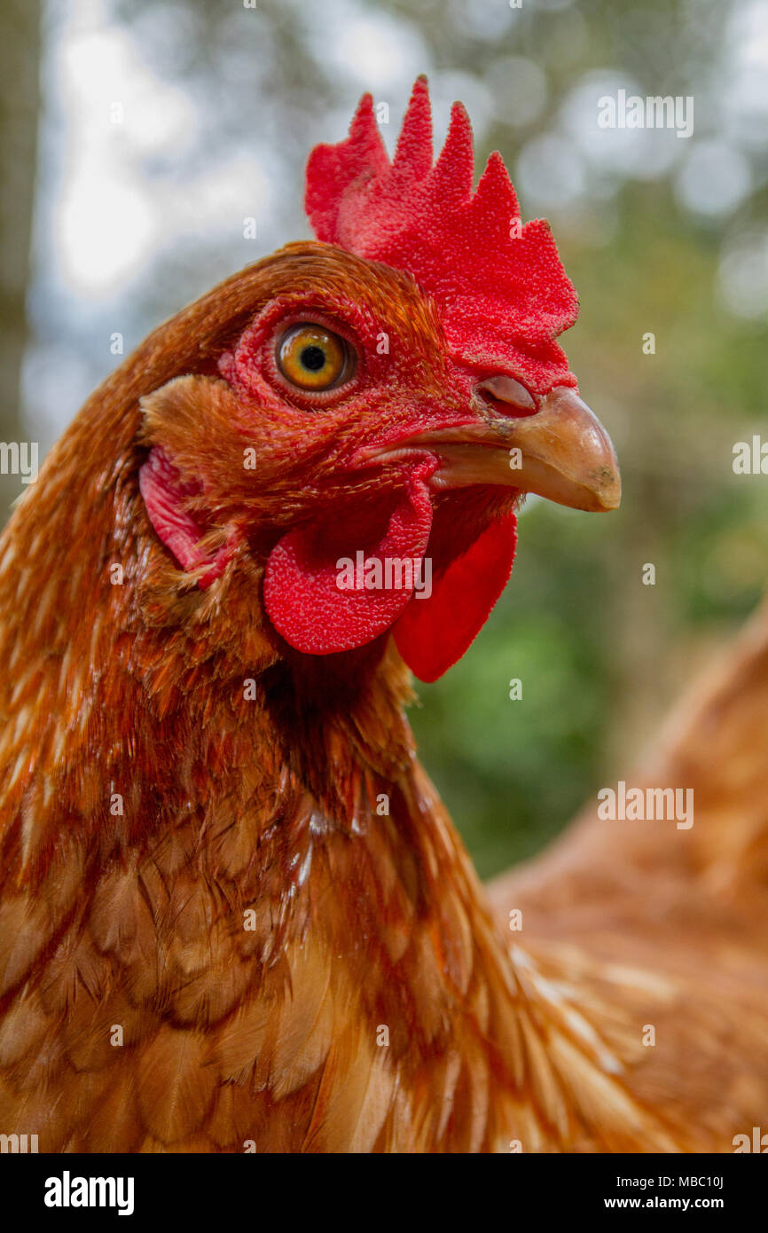 Free range chicken closeup picture Stock Photo Alamy