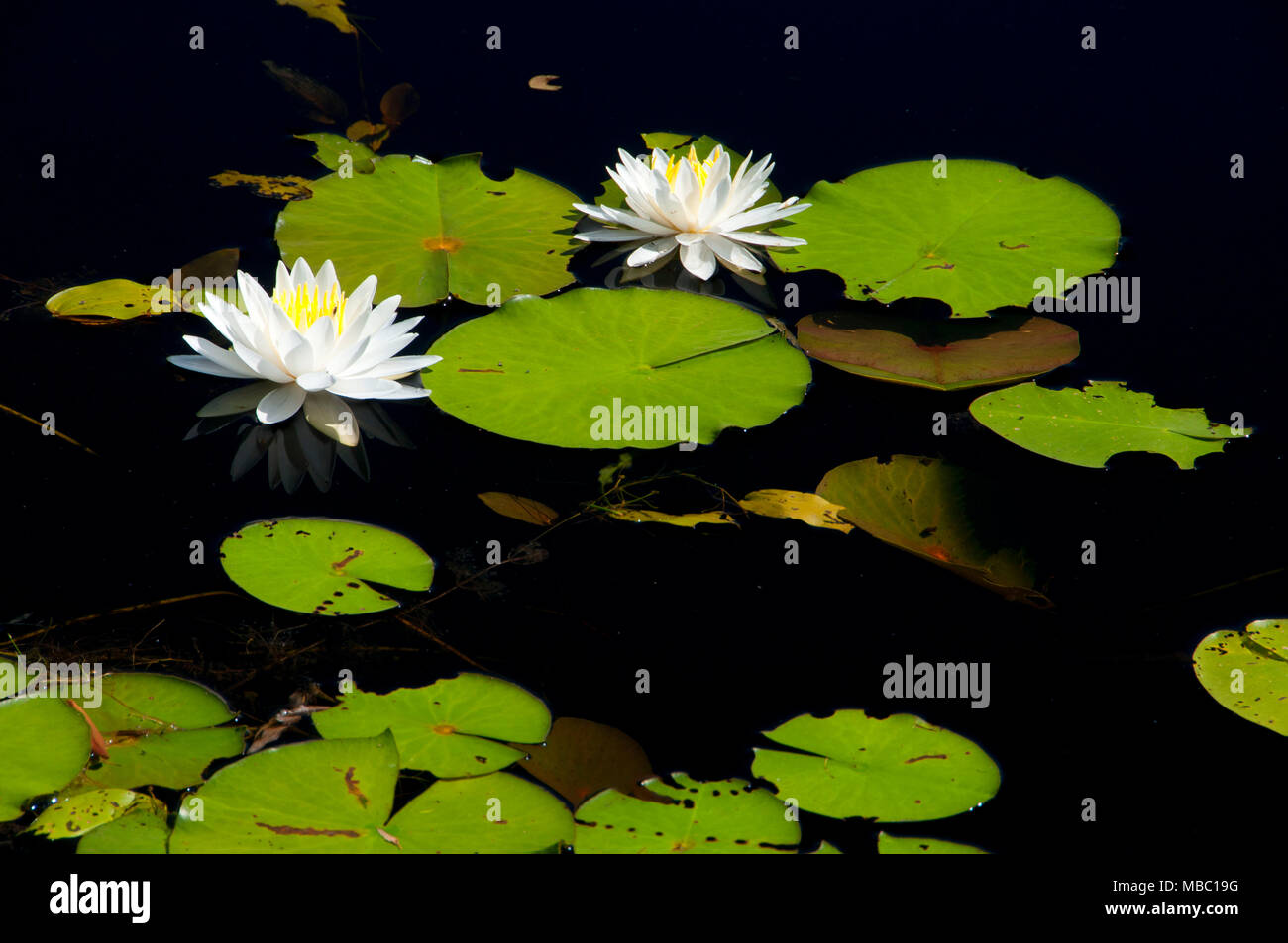 Lily boat hires stock photography and images Alamy