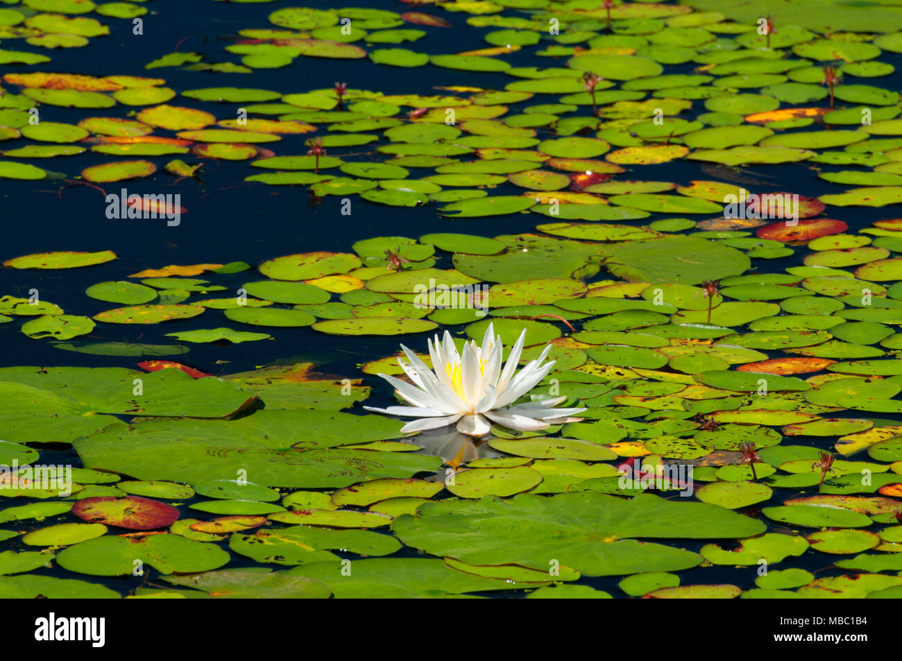 Water lilies on Bolton Notch Pond, Bolton Notch State Park, Connecticut Stock Photo Alamy