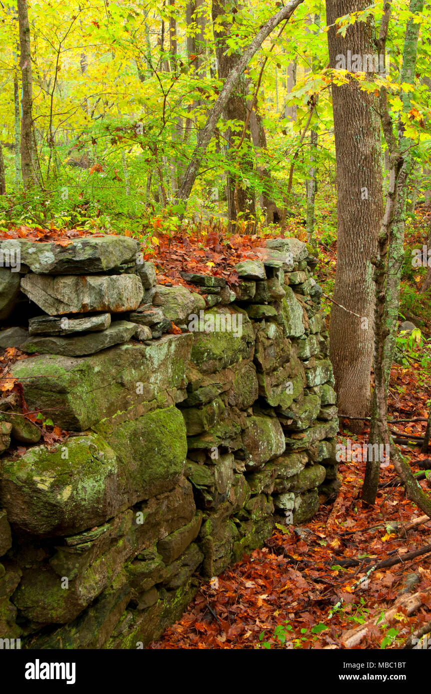 Stone wall new england forest hi-res stock photography and images - Alamy