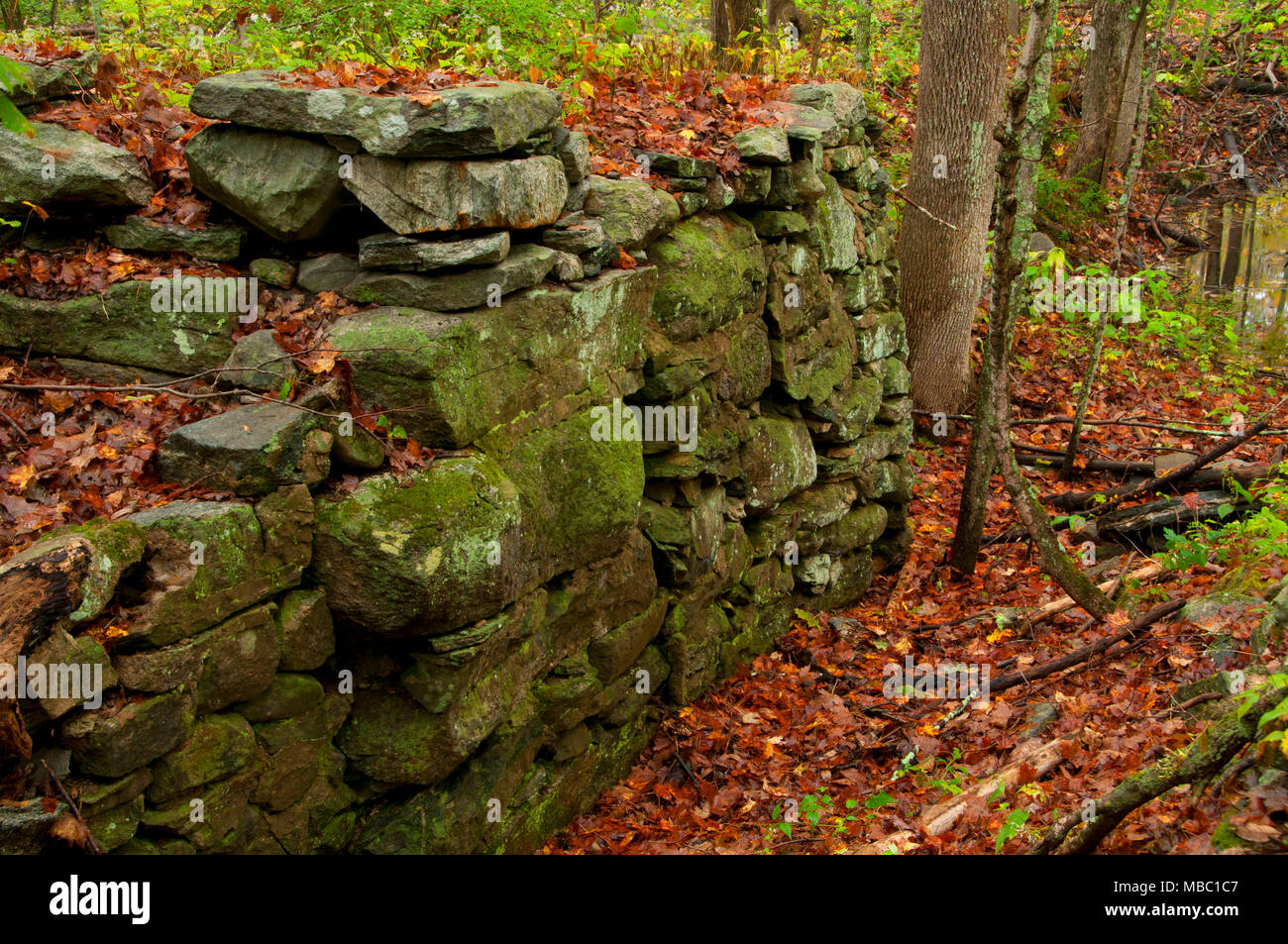 Stone wall new england forest hi-res stock photography and images - Alamy