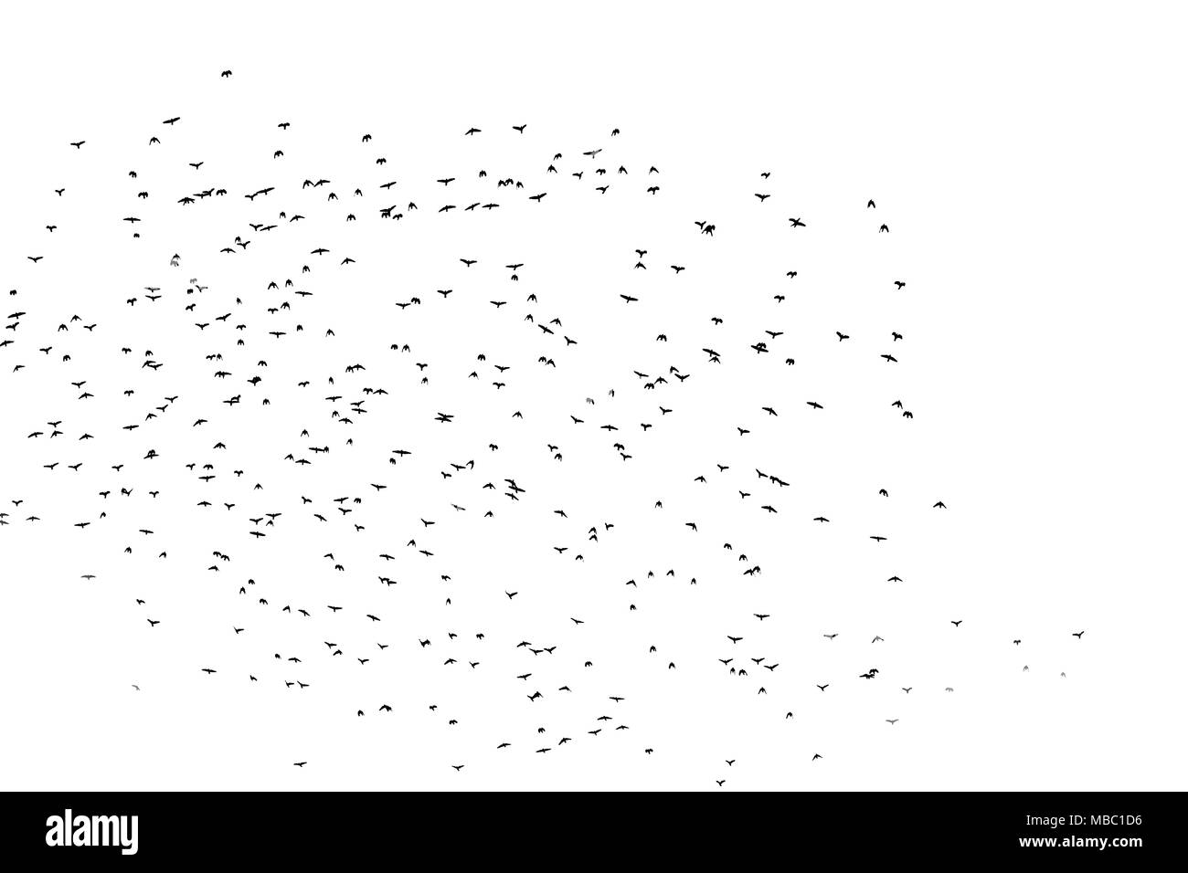 Photo of a large flock of black birds in the sky Stock Photo