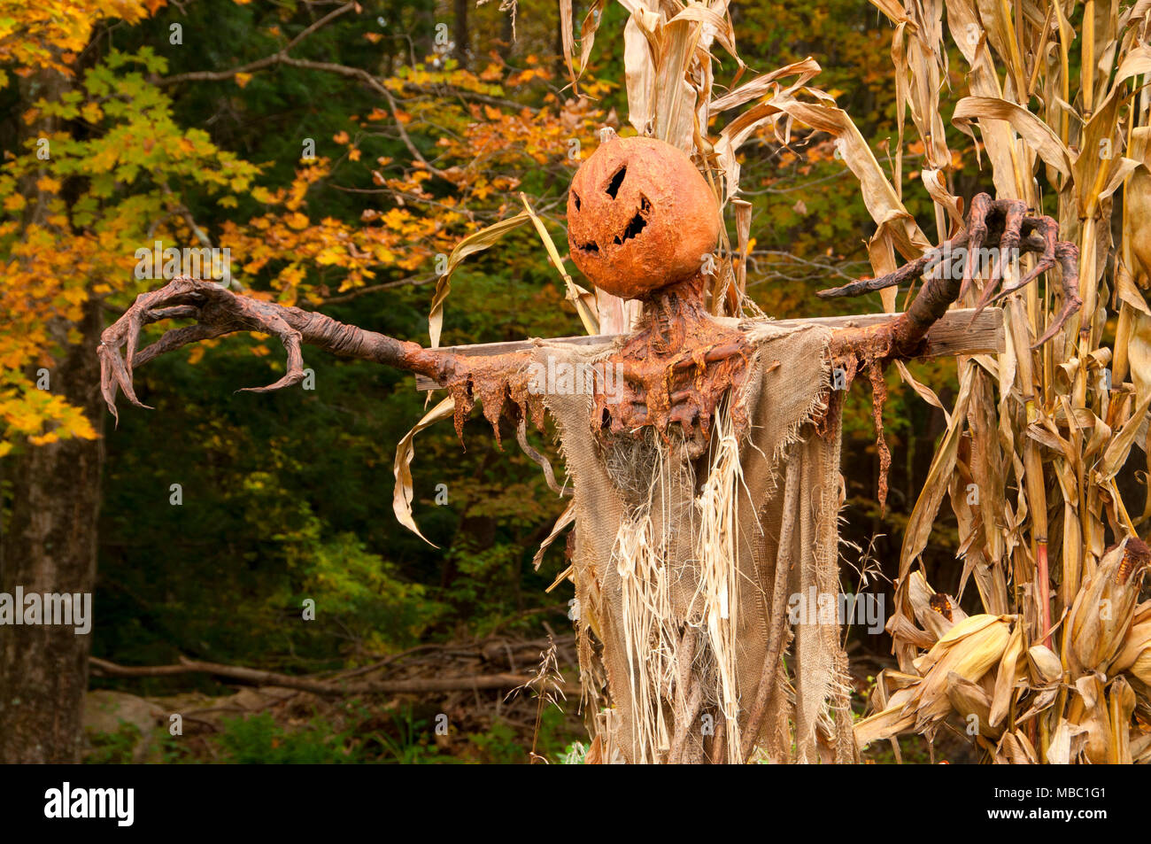 Halloween decoration, Nathan Hale Homestead, Connecticut Stock Photo