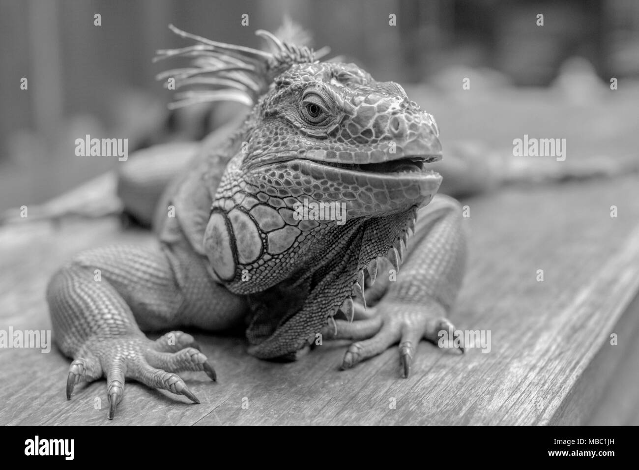 A lovely Iguana enjoy the warm day sun baking and have a nice posed to the camera Stock Photo