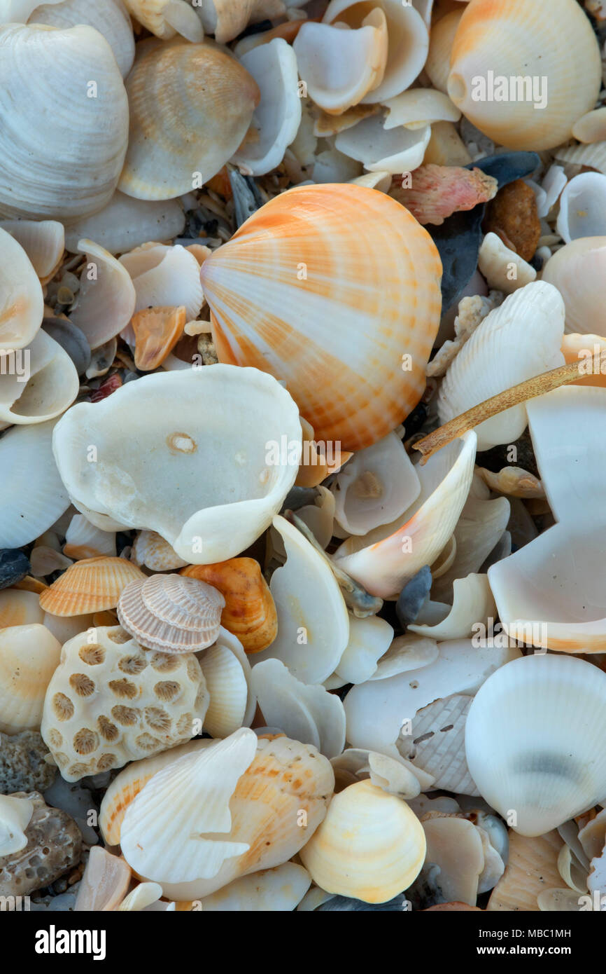 Shell on beach, Hobe Sound National Wildlife Refuge, Florida Stock ...