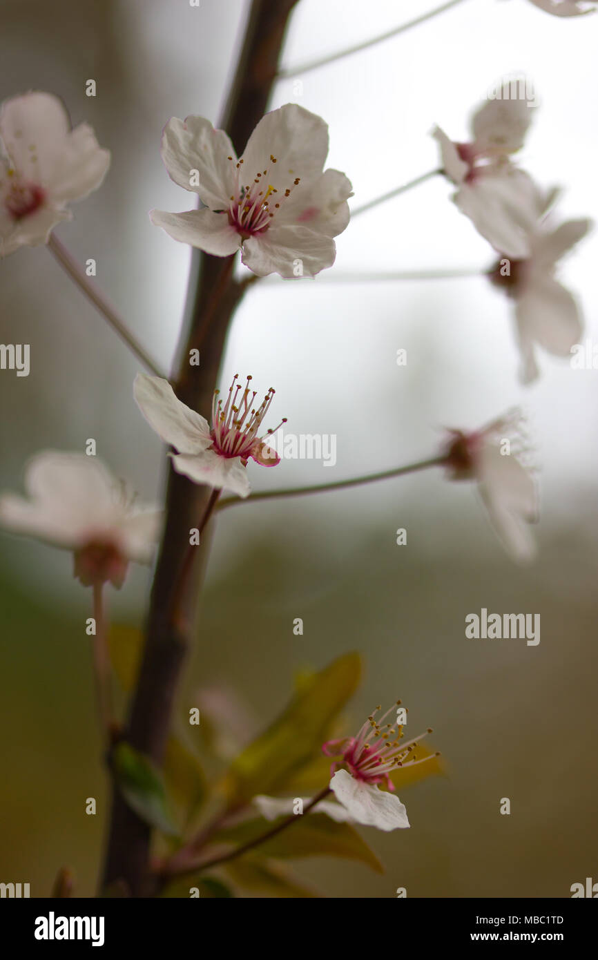 beautiful white and pink flowers, close-up Stock Photo